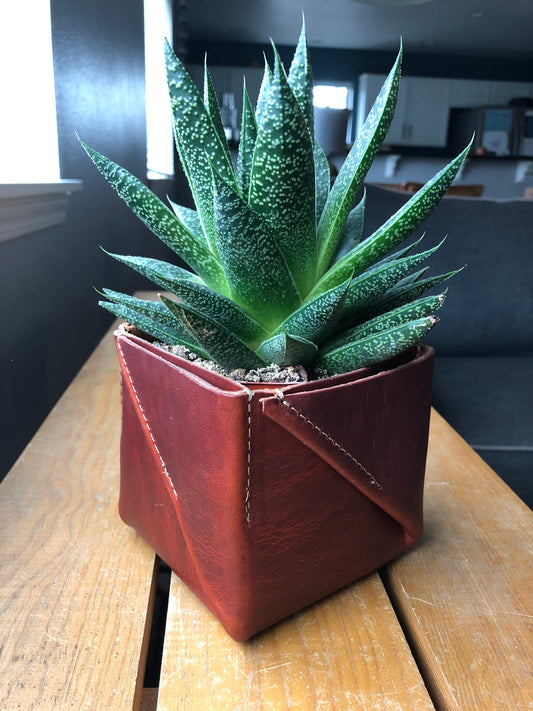 Brown, folded leather planter holds spiky green succulent on table by window